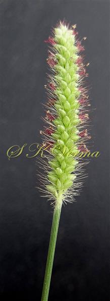  Inflorescence